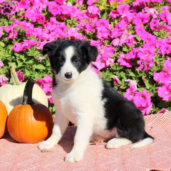 Ophelia, Border Collie Puppy