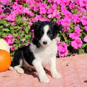 Ophelia, Border Collie Puppy