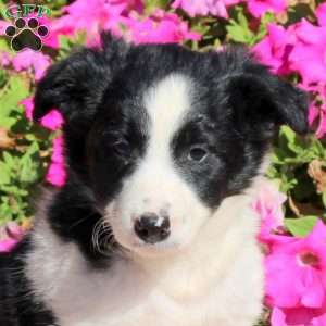 Ophelia, Border Collie Puppy