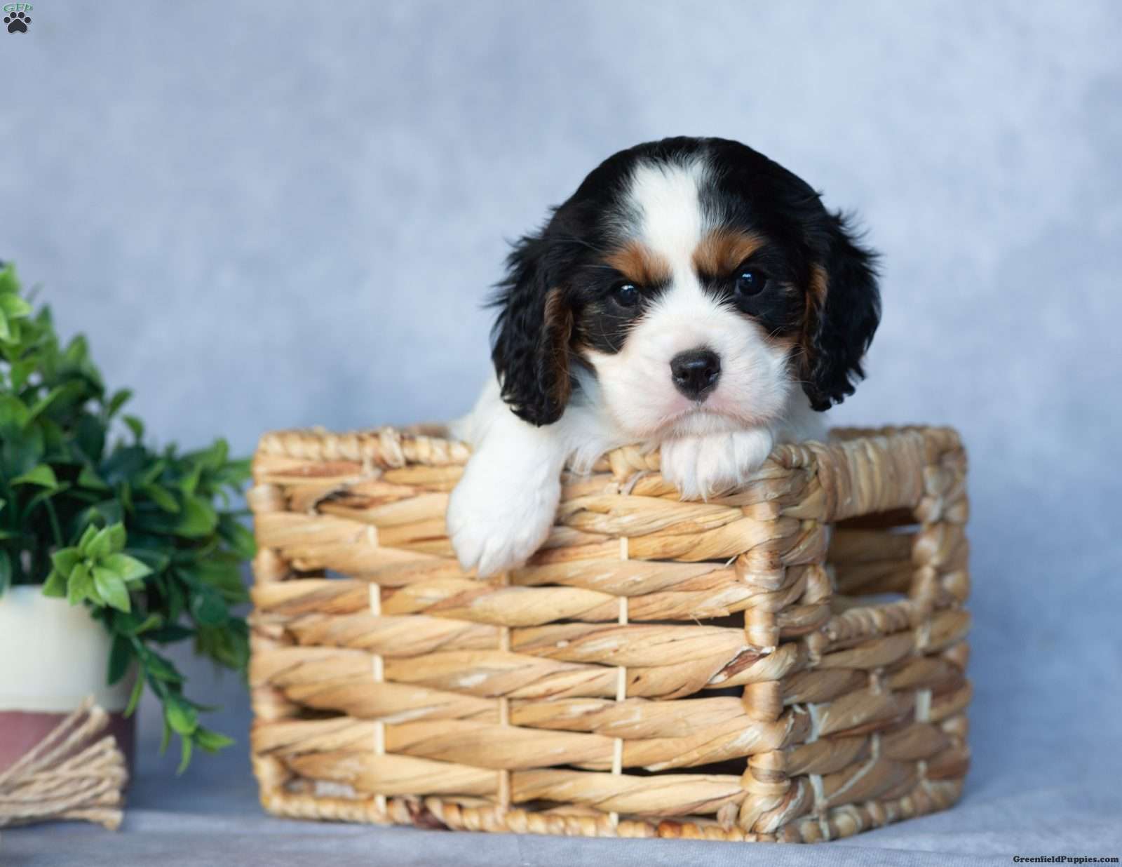 Opie (Cavalier King Charles Spaniel, Female) in Herndon, PA