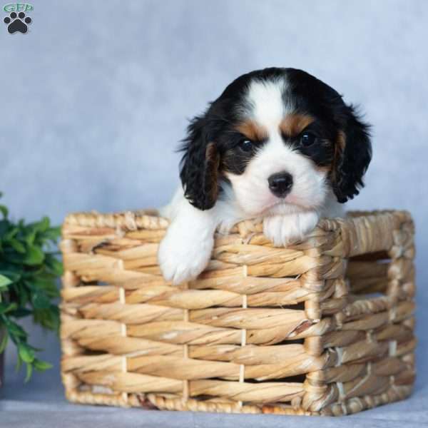 Opie, Cavalier King Charles Spaniel Puppy