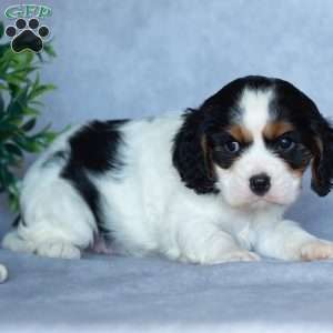 Opie, Cavalier King Charles Spaniel Puppy