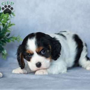 Opie, Cavalier King Charles Spaniel Puppy