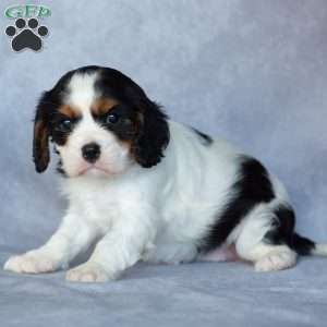 Opie, Cavalier King Charles Spaniel Puppy