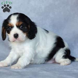 Opie, Cavalier King Charles Spaniel Puppy