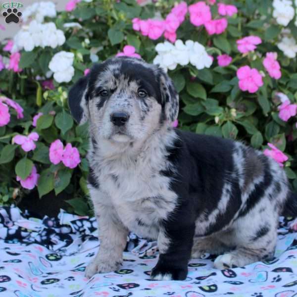Oreo, Labrador Mix Puppy