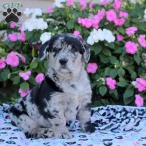 Oreo, Labrador Mix Puppy