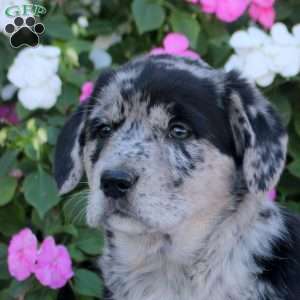 Oreo, Labrador Mix Puppy