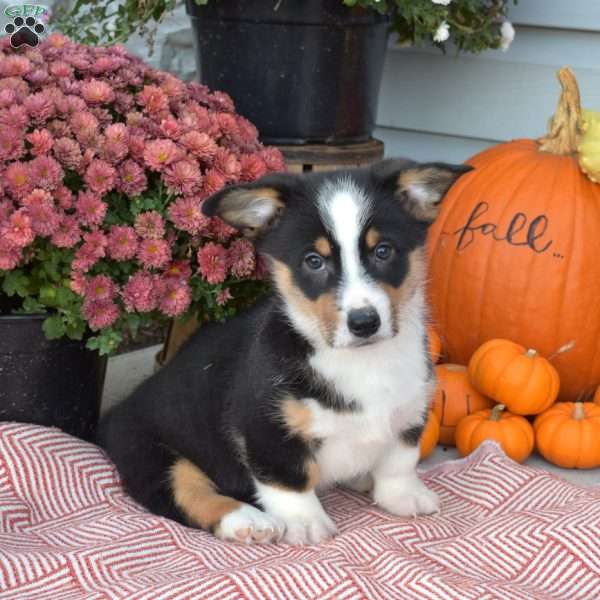 Oreo, Pembroke Welsh Corgi Puppy
