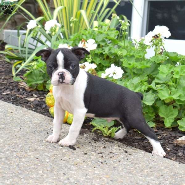 Oreo, Boston Terrier Puppy