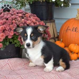 Oreo, Pembroke Welsh Corgi Puppy