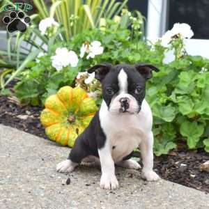 Oreo, Boston Terrier Puppy