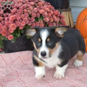 Oreo, Pembroke Welsh Corgi Puppy