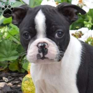 Oreo, Boston Terrier Puppy