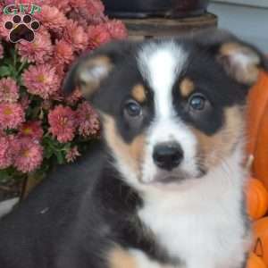 Oreo, Pembroke Welsh Corgi Puppy