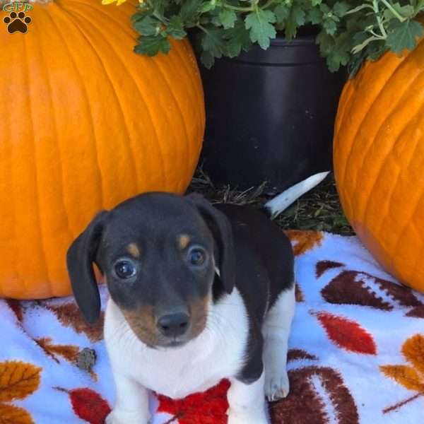 Oreo, Dachshund Puppy