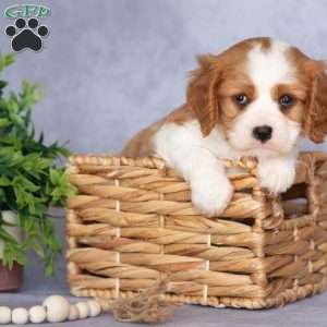 Oscar, Cavalier King Charles Spaniel Puppy