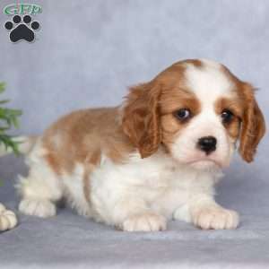 Oscar, Cavalier King Charles Spaniel Puppy