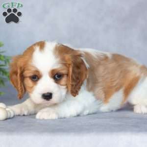 Oscar, Cavalier King Charles Spaniel Puppy