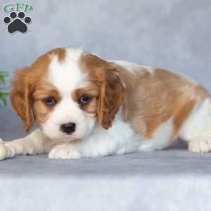 Oscar, Cavalier King Charles Spaniel Puppy