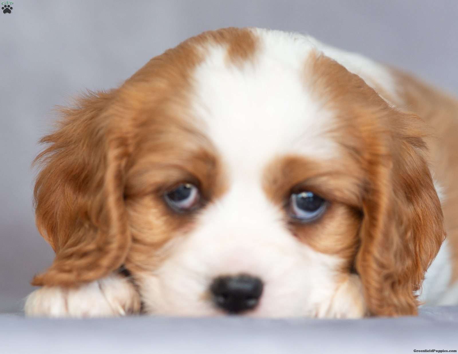 Oscar (Cavalier King Charles Spaniel, Male) in Herndon, PA