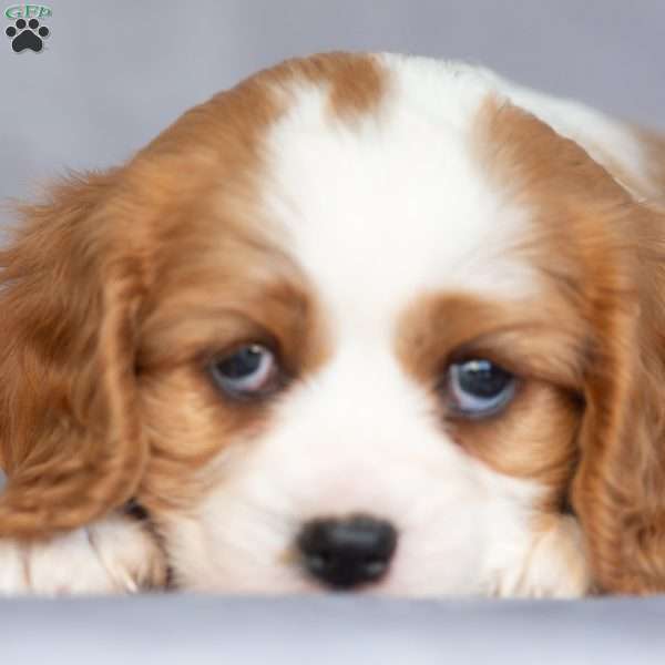 Oscar, Cavalier King Charles Spaniel Puppy