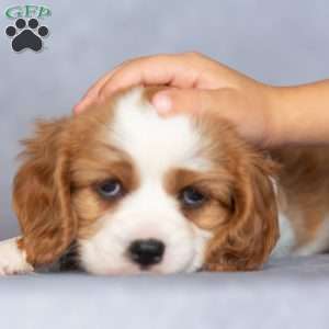 Oscar, Cavalier King Charles Spaniel Puppy