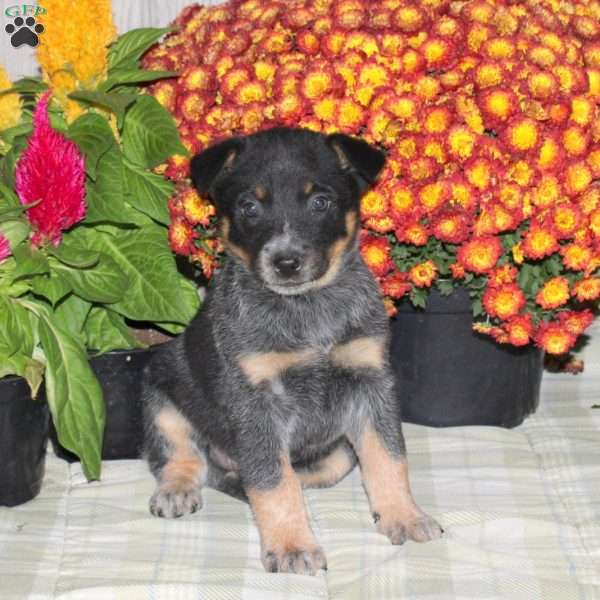 Oscar, Blue Heeler – Australian Cattle Dog Puppy
