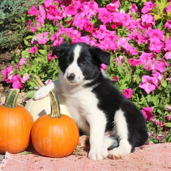 Oscar, Border Collie Puppy