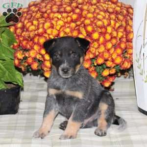 Oscar, Blue Heeler – Australian Cattle Dog Puppy