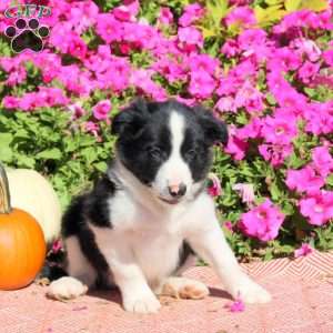 Oscar, Border Collie Puppy