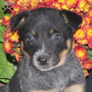 Oscar, Blue Heeler – Australian Cattle Dog Puppy