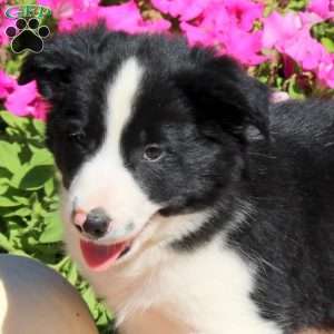 Oscar, Border Collie Puppy