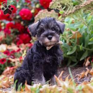 Otis, Miniature Schnauzer Puppy