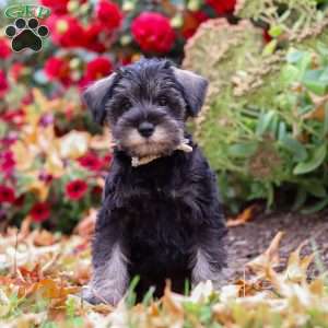 Otis, Miniature Schnauzer Puppy