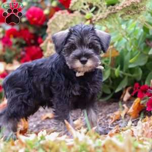 Otis, Miniature Schnauzer Puppy