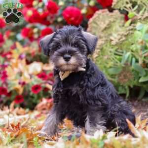 Otis, Miniature Schnauzer Puppy