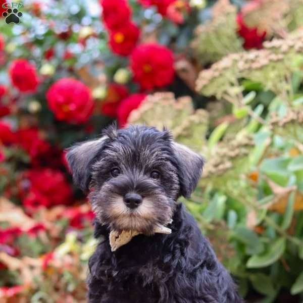 Otis, Miniature Schnauzer Puppy