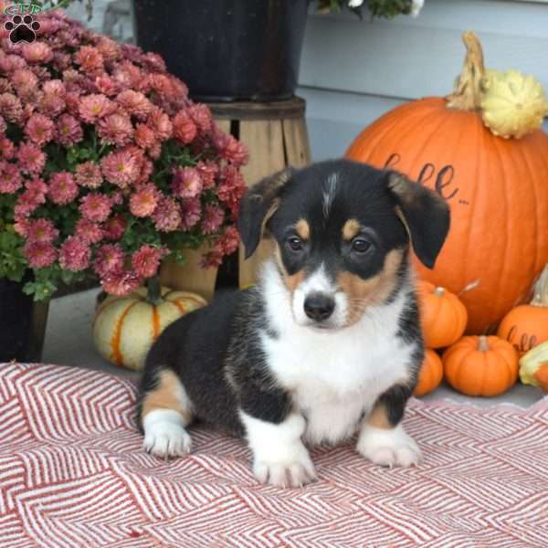 Otis, Pembroke Welsh Corgi Puppy
