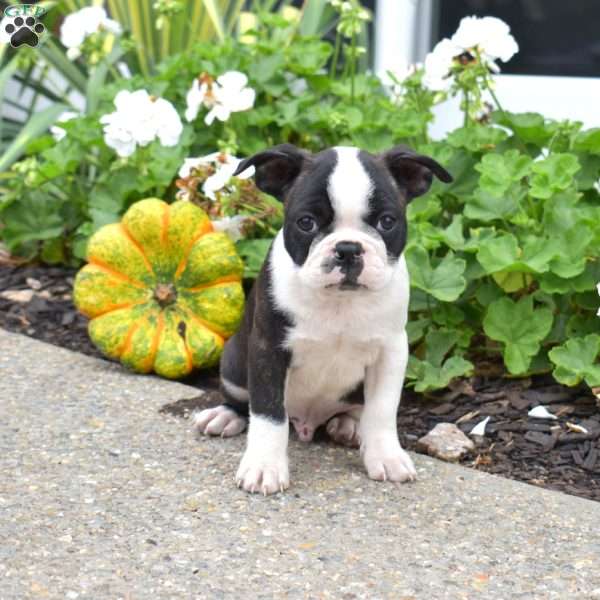 Otis, Boston Terrier Puppy