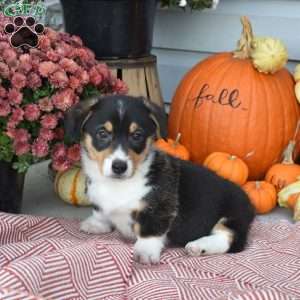 Otis, Pembroke Welsh Corgi Puppy