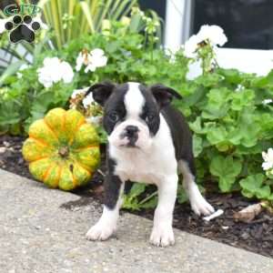 Otis, Boston Terrier Puppy