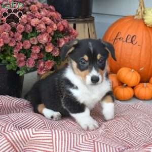 Otis, Pembroke Welsh Corgi Puppy