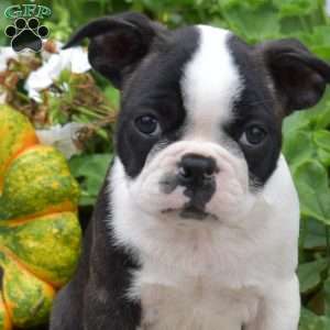 Otis, Boston Terrier Puppy