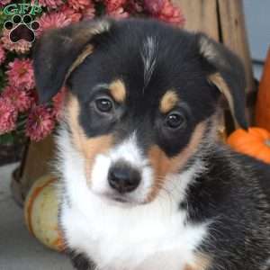 Otis, Pembroke Welsh Corgi Puppy