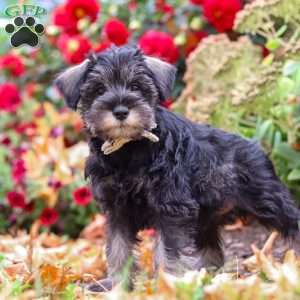 Otis, Miniature Schnauzer Puppy