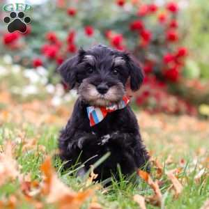 Otto, Miniature Schnauzer Puppy