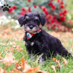 Otto, Miniature Schnauzer Puppy