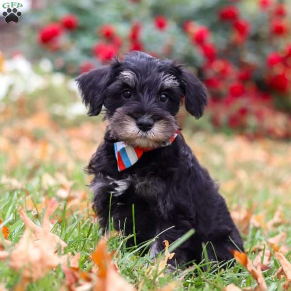 Otto, Miniature Schnauzer Puppy