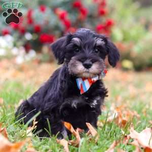 Otto, Miniature Schnauzer Puppy